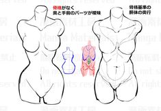 an image of female mannequins in different positions with the body drawn out