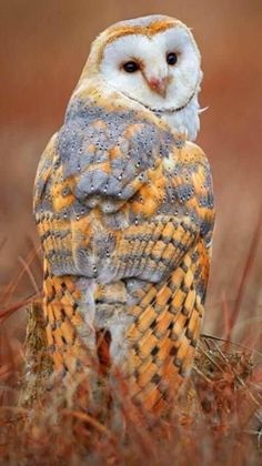 an owl is sitting in the grass with its eyes closed and it's head turned to the side