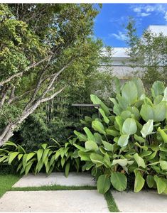 a lush green plant in the middle of a garden