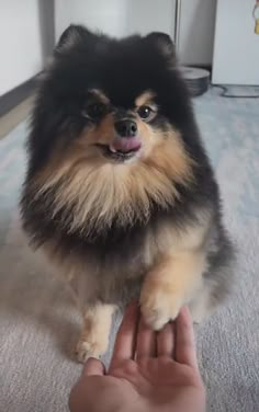 a small dog sitting on top of a carpet next to a person's hand