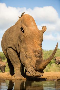 a rhino drinking water from a pond with other animals in the background