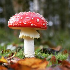 a red and white mushroom sitting on the ground