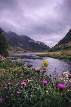 wildflowers and other flowers in the foreground with mountains in the background