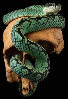 a green snake on top of a human skull