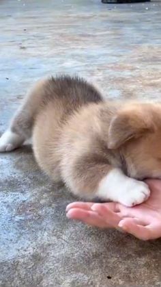 a small puppy is being held by someone's hand