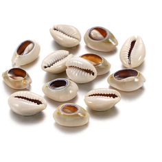 several seashells are shown on a white surface