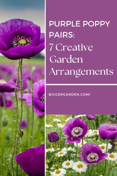 Discover how to craft a purple poppy paradise with seven flower arrangement ideas for your garden. Use exotic flowers like the purple poppy to inspire your love for all things purple. These beautiful blooms and poppy flowers will pair perfectly with flower art painting, flower photos, and flower pictures to create a stunning visual impact. Gardening Inspiration, Garden Inspiration