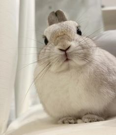 a close up of a small animal on a bed