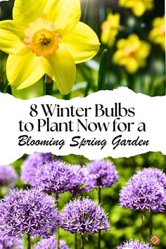 yellow and purple flowers with the words 8 winter bulbs to plant now for a blooming spring garden