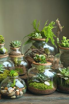 several glass jars filled with plants and rocks