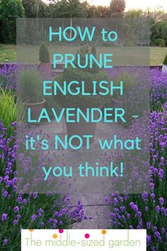 the words how to prune english lavender it's not what you think