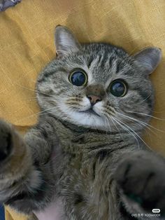 a grey cat with blue eyes sitting on top of a yellow chair looking up at the camera