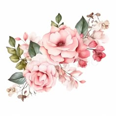 pink flowers with green leaves and buds on a white background, watercolor painting stock photo