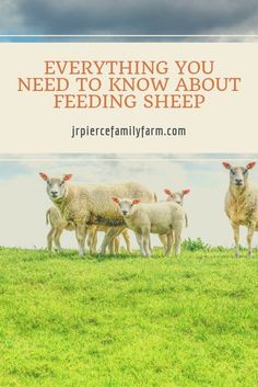 sheep standing on top of a lush green field with the words everything you need to know about feeding sheep