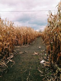 a dirt path between two rows of dead corn stalks on an overcast, cloudy day