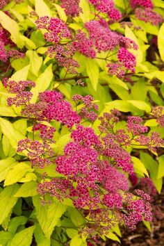 pink flowers are blooming in the garden