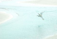 a white bird flying over the water on top of a sandy beach next to an ocean