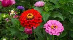 many different colored flowers in a garden