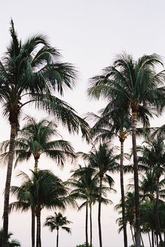 palm trees line the beach in front of an ocean