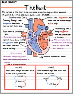 the human heart and its functions