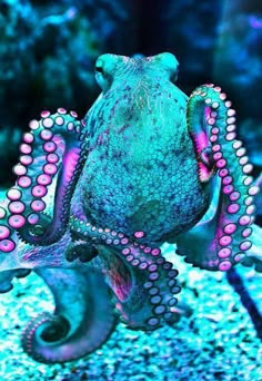 an octopus is standing in the water