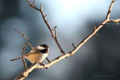 a small bird perched on top of a tree branch with no leaves in the background