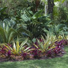 colorful tropical plants in the middle of a lush green park area with trees and shrubs