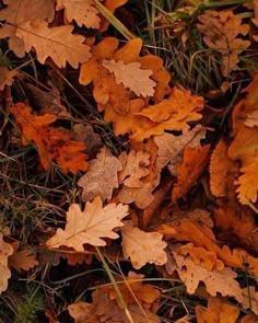 the leaves are laying on the ground in the grass, and it is very colorful