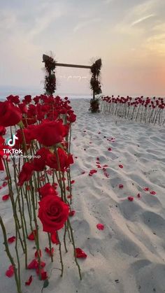 red flowers are growing in the sand near an open field with rows of wooden poles