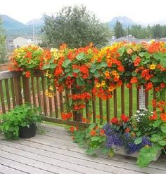 several potted flowers on a wooden deck