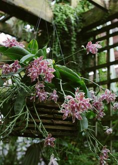 some pink flowers hanging from a wooden basket