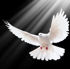 a white dove flying in the air with its wings wide open and light shining down on it