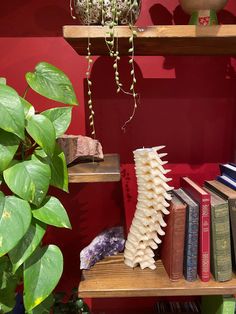 a shelf with books and plants on it next to a potted plant in front of a red wall