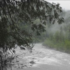 a river flowing through a forest filled with lots of green plants and trees on a foggy day