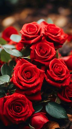 a bunch of red roses with water droplets on them