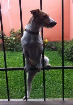 a small dog standing on its hind legs looking through a gated in area with green grass