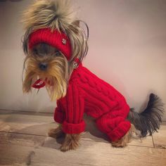 a small dog wearing a red sweater and hat