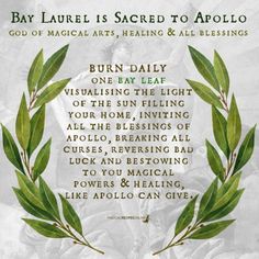 Magical Recipes, Cleansing Energy, Bay Laurel, Hoodoo Spells, Magickal Herbs, Witch Herbs, Green Witchcraft, Energy Cleansing, Witch Garden