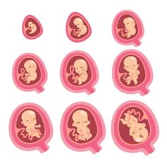 nine different types of fetuses and their babies in pink speech bubbles on a white background