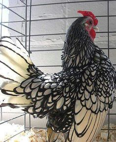 a black and white chicken in a cage