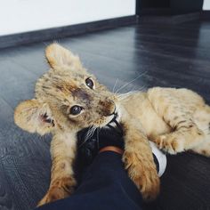 a small lion cub being held by someone's hand on the floor in front of him