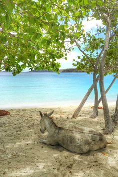 a horse laying in the sand under some trees near the water's edge,