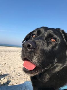 a close up of a black dog on a beach