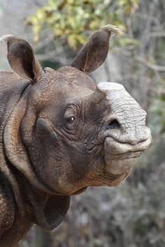 a close up of a rhino's face with trees in the background