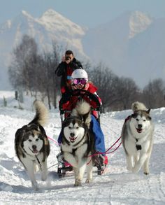 two people on sleds being pulled by dogs in the snow