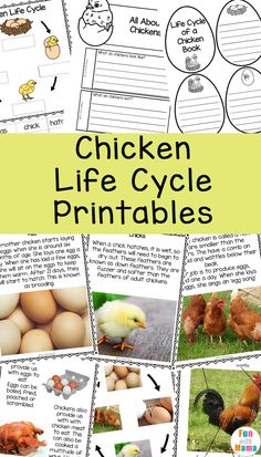 chicken life cycle printables for kids