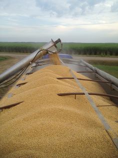 grain being loaded onto a truck in the field