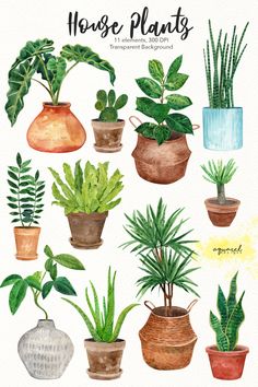 watercolor house plants on white background