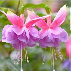 two pink flowers with green leaves in the background