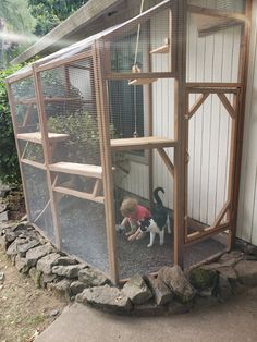 a small black and white dog standing in front of a chicken coop with a cat inside